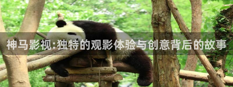 老湿影院免费看片：神马影视:独特的观影体验与创意背后的故事
