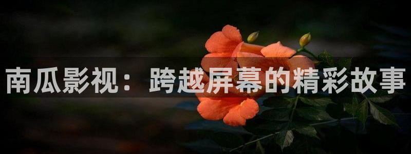 老湿看电影：南瓜影视：跨越屏幕的精彩故事